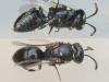 Hylaeus pictipes